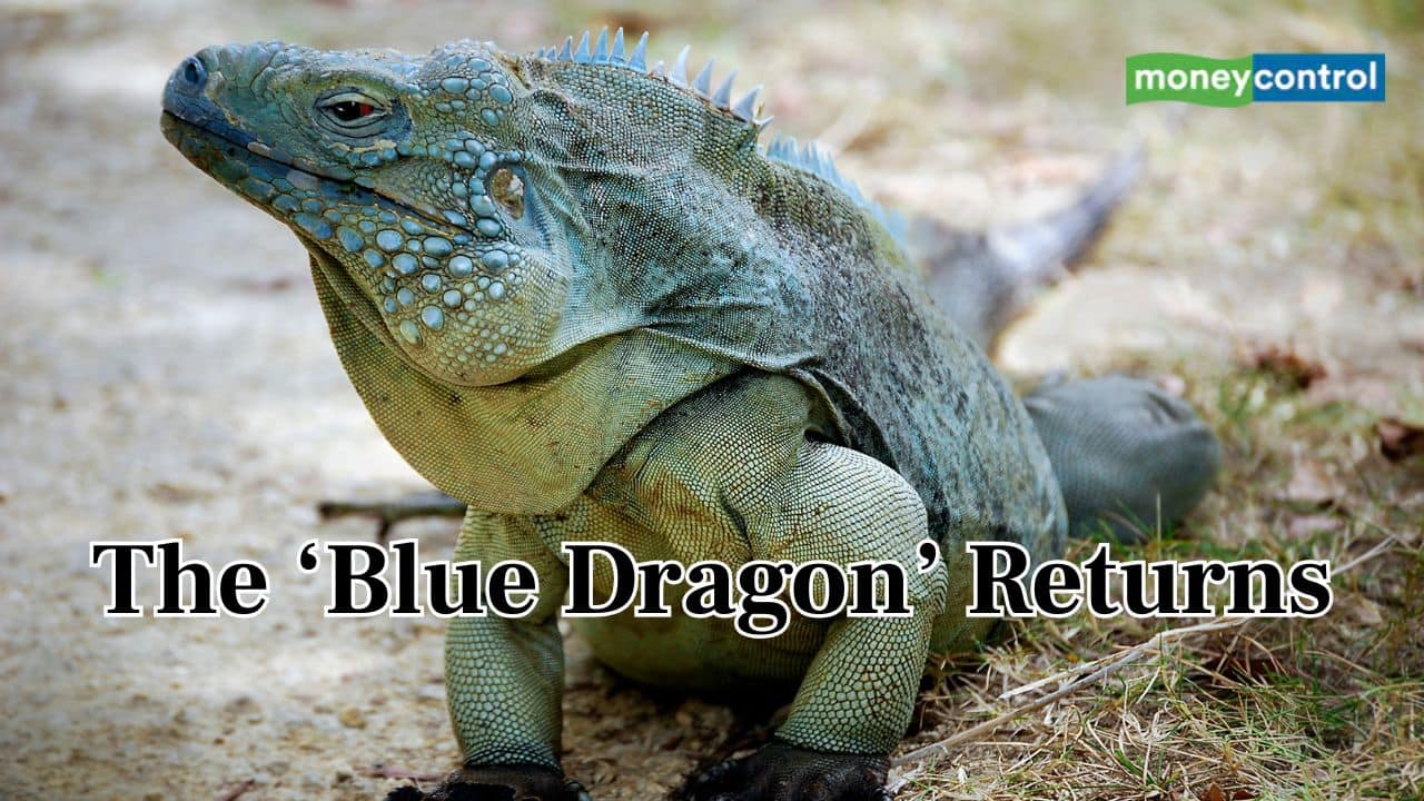 Back from the brink: Grand Cayman’s ‘blue dragon’ returns from near extinction