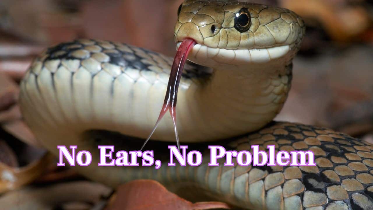 No Ears, No Problem: Snakes have no external ears or openings, but they aren't deaf. They sense sound in a very different way. (Image: Canva)