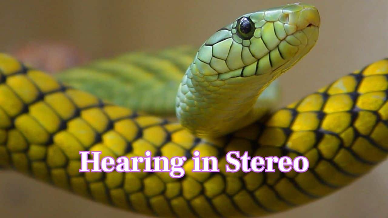 Hearing in Stereo: A snake’s jaw can move independently on both sides, helping them “hear” directionally through separate jawbone vibrations. (Image: Canva)