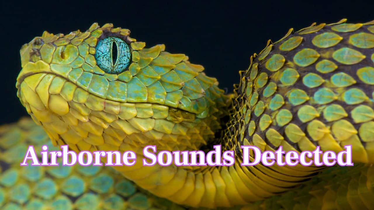 Airborne Sounds Detected: Recent studies show snakes can detect airborne sounds up to 450Hz, including human speech frequencies. (Image: Canva)