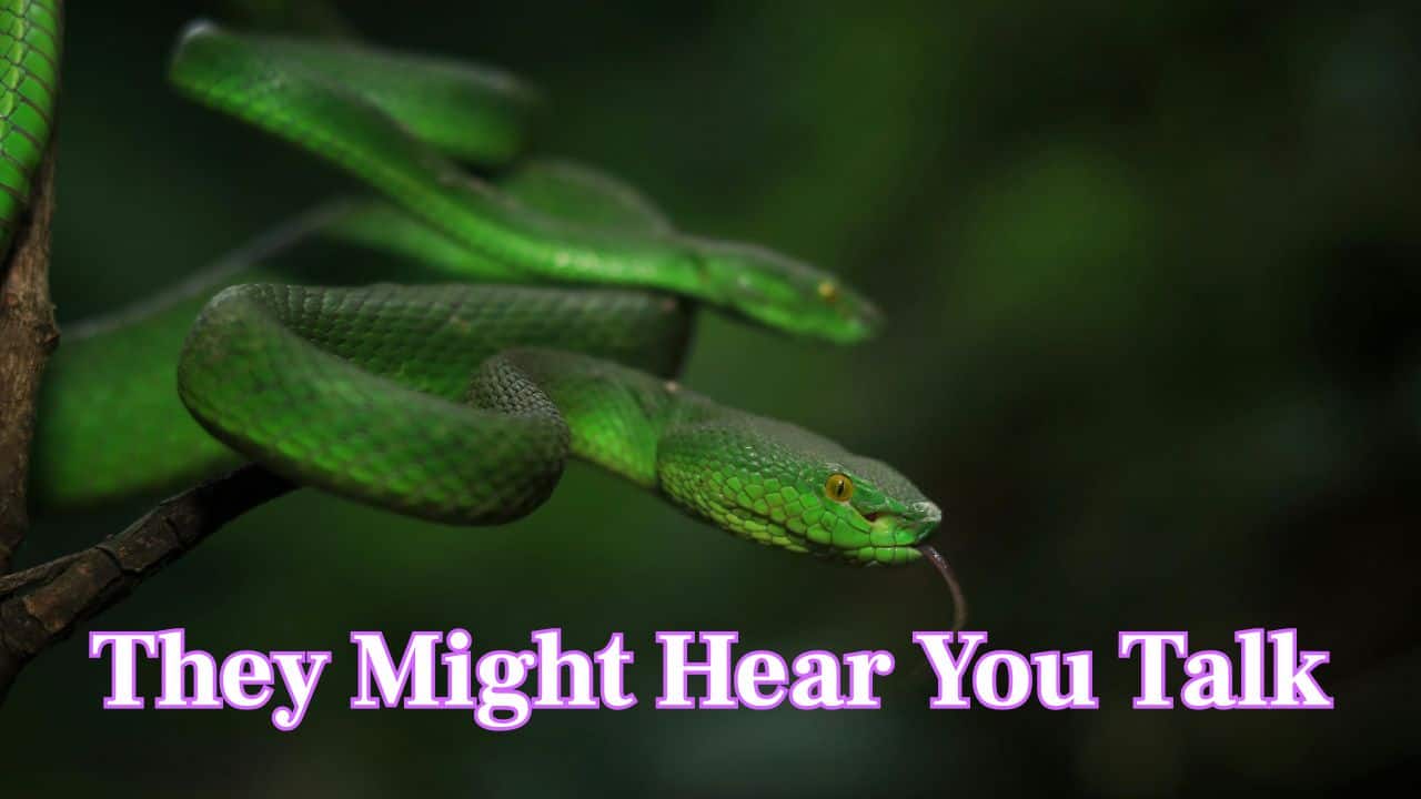 They Might Hear You Talk: Because snakes can pick up frequencies between 80Hz and 300Hz, some researchers think snakes might hear you speak or scream. (Image: Canva)