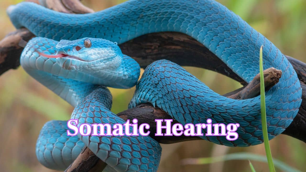 Somatic Hearing: Besides jaws, snakes can sense vibrations through their skin, a method called somatic hearing involving special skin receptors. (Image: Canva)