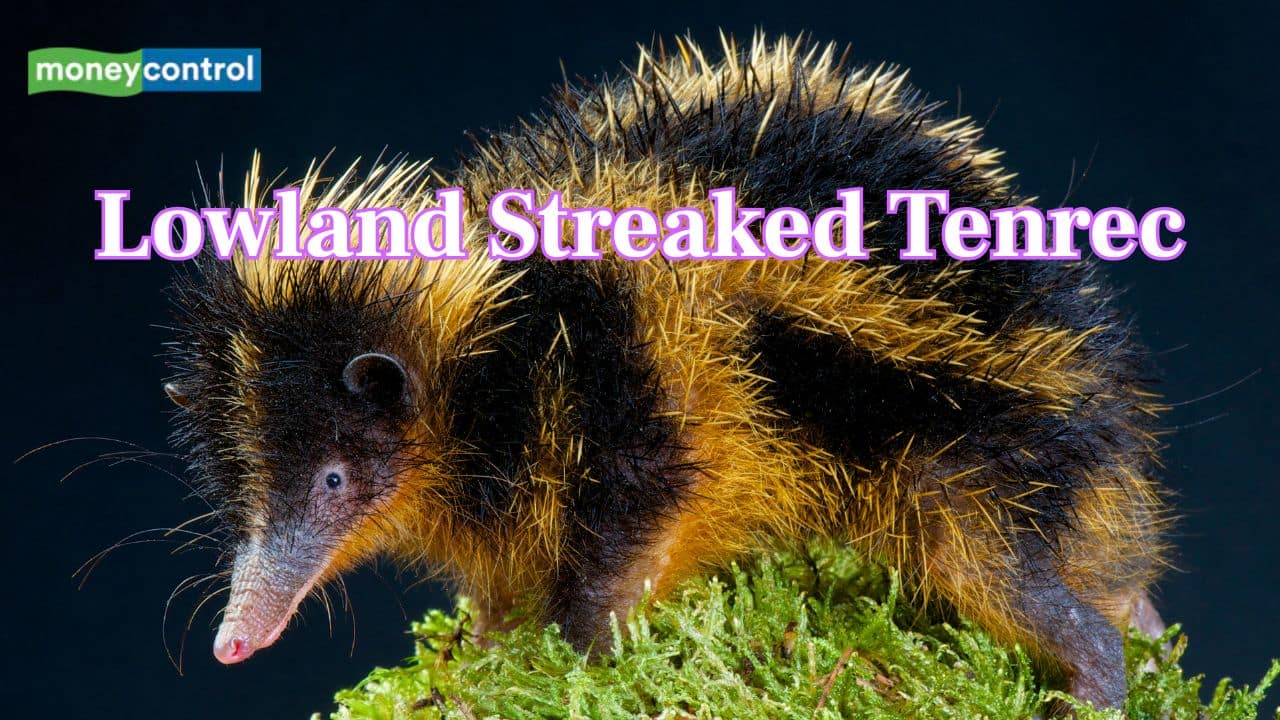 10 stunning and exotic animals that look like mystical creatures