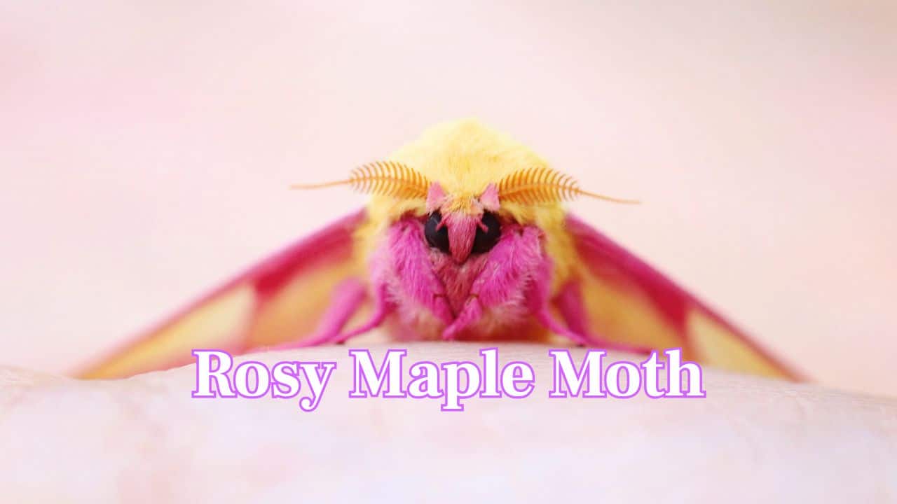 Rosy Maple Moth: Its soft pink and yellow hues make this moth resemble a tiny flying candy. Found in North America, it’s nature’s pastel masterpiece. (Image: Canva)