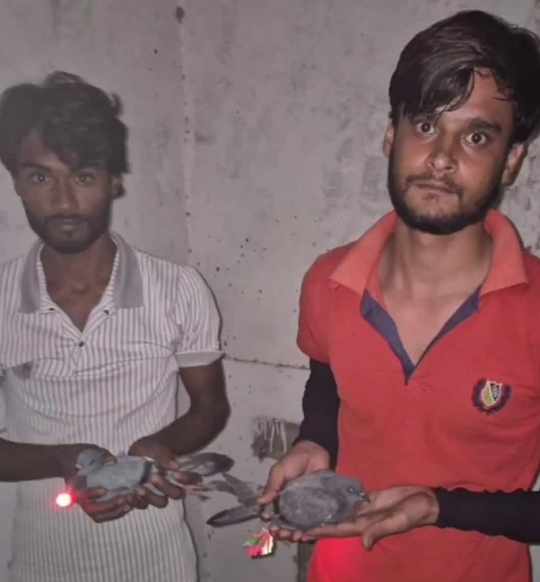 UP drone mystery: 2 held for using LED-lit pigeons to spread rumours
