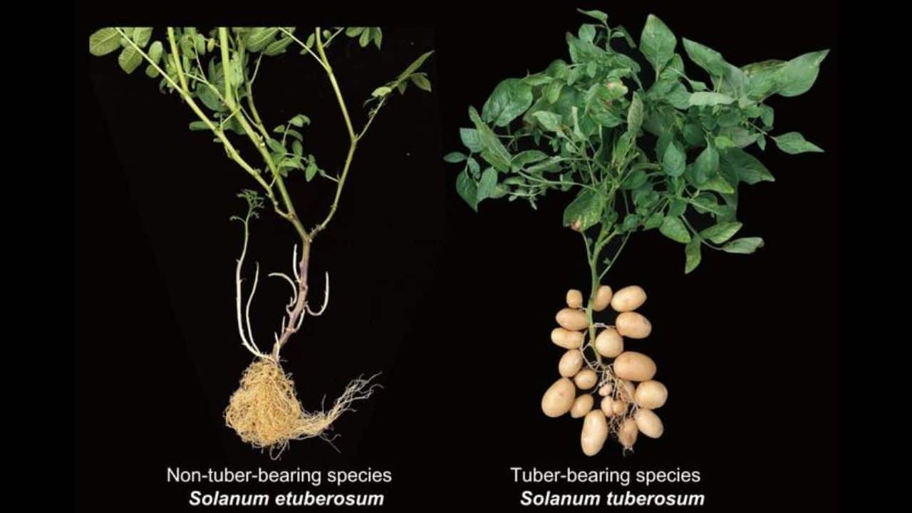 Tuber-forming and non-tuber-forming species of the potato plant. (Image: Yuxin Jia and Pei Wang)