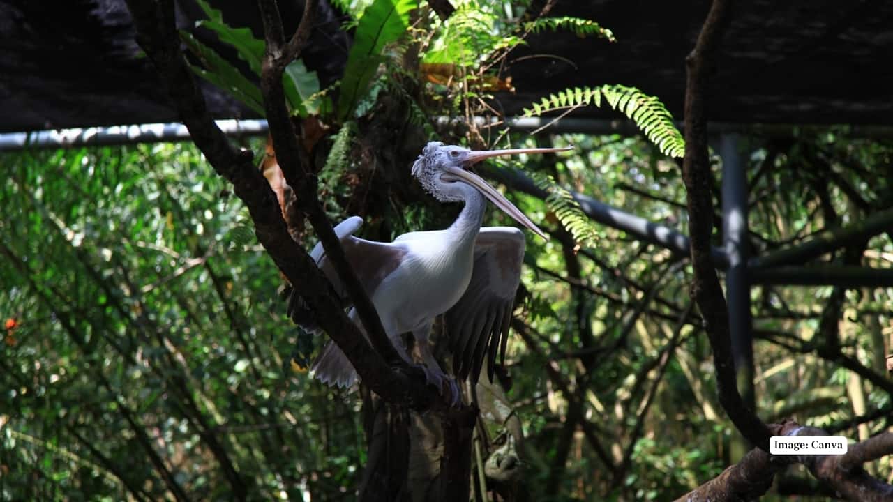 Karnala Bird Sanctuary, Raigad District (Image: Canva)