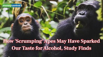 The researchers suggest that the ability to metabolise ethanol may have allowed African apes to safely consume ripe, fermented fruit found on the ground. This adaptation likely helped them avoid competing with monkeys for unripe fruit in trees and reduced the danger of climbing and potential falls. (Image: Catherine Hobaiter/University of St Andrews)