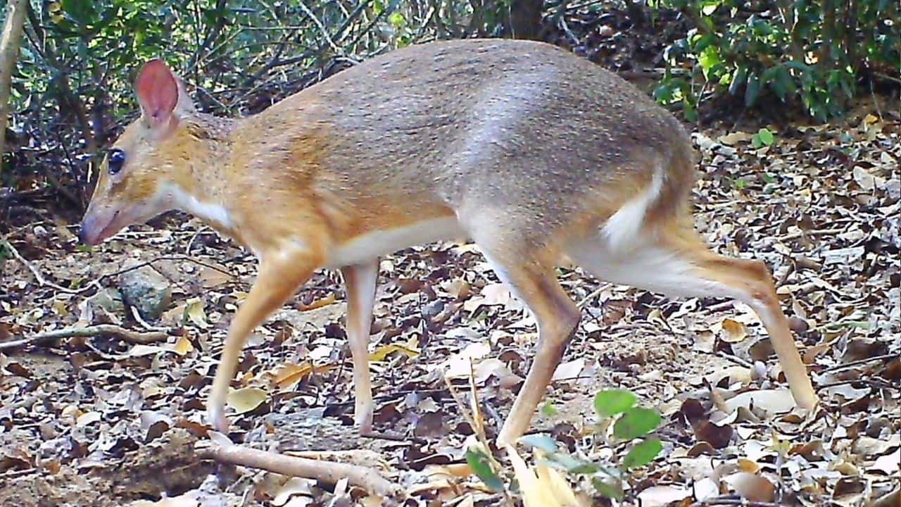 Tiny Hoofed 'Mouse Deer', Thought Extinct, Returns After 30 Years