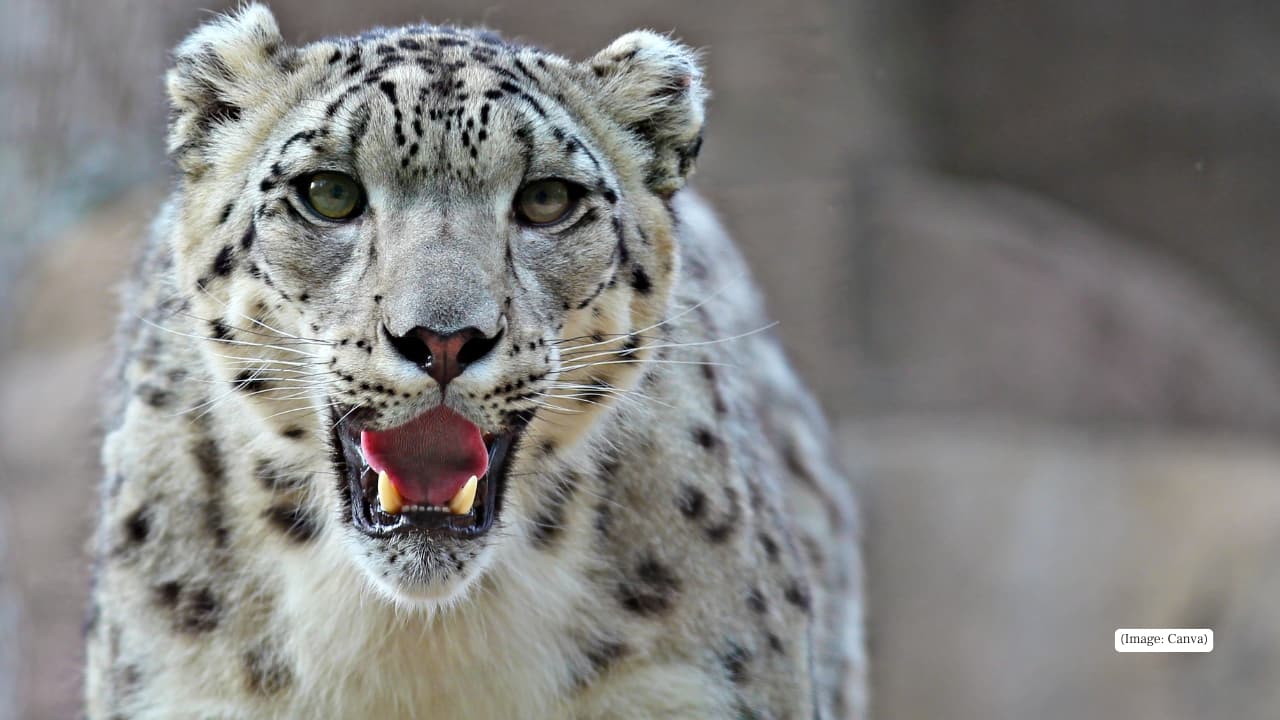 Snow Leopard: 10 Best places to spot the 'Ghost of the Mountains' in India