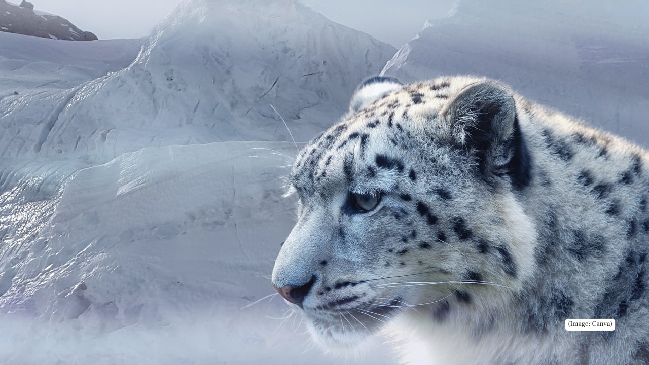 1. Kedarnath Wildlife Sanctuary, Uttarakhand Located in the Garhwal Himalayas, this sanctuary is a known stronghold of the Himalayan musk deer. Dense alpine forests and high-altitude meadows make it ideal for sightings.