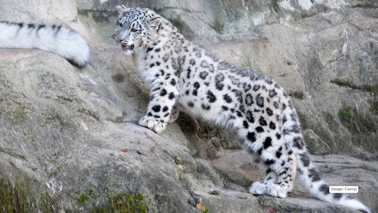 2. Nanda Devi National Park, Uttarakhand A UNESCO World Heritage Site, this park supports a stable musk deer population. It offers rugged terrain and remote habitats where these shy deer can thrive.