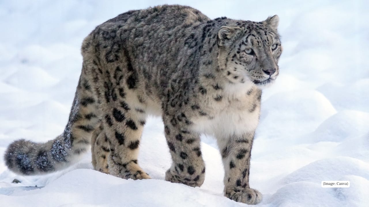 3. Askot Wildlife Sanctuary, Uttarakhand Close to the Indo-Nepal border, Askot is a protected area for musk deer conservation. It features temperate forests and steep slopes favored by the species. (Image: Canva)