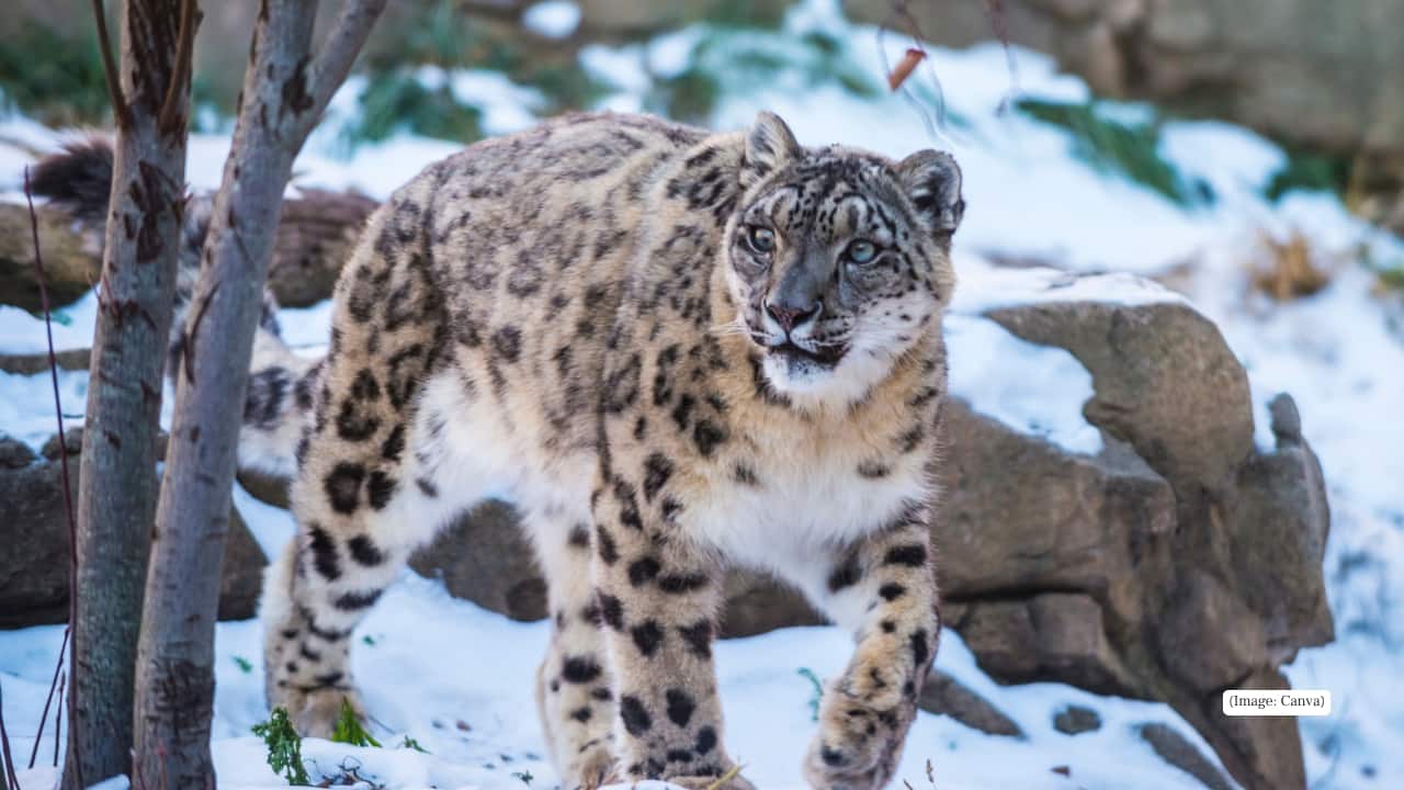 6. Govind Pashu Vihar Wildlife Sanctuary, Uttarakhand This lesser-known sanctuary near Har-ki-Dun valley harbors musk deer in its oak and conifer forests. It’s part of the Snow Leopard conservation landscape too. (Image: Canva)