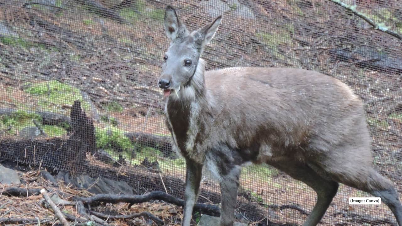 10 best wildlife parks in India to spot the rare and shy Musk Deer 10 best wildlife parks in India to spot the rare and shy Musk Deer