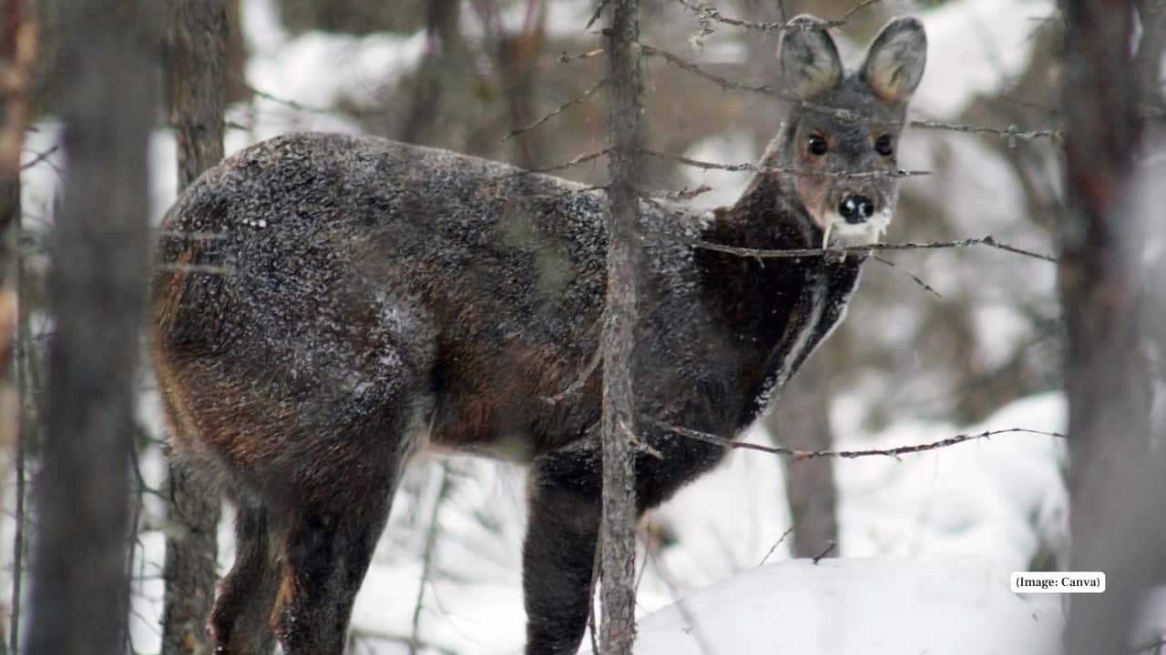 6. Govind Pashu Vihar Wildlife Sanctuary, Uttarakhand This lesser-known sanctuary near Har-ki-Dun valley harbors musk deer in its oak and conifer forests. It’s part of the Snow Leopard conservation landscape too. (Representative image: Canva)