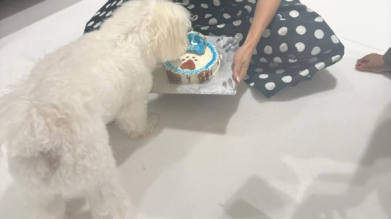 Public outings  The actress and Suraj have often gone out with their pets and have been spotted together which hints that the pets are an essential part of their lives.