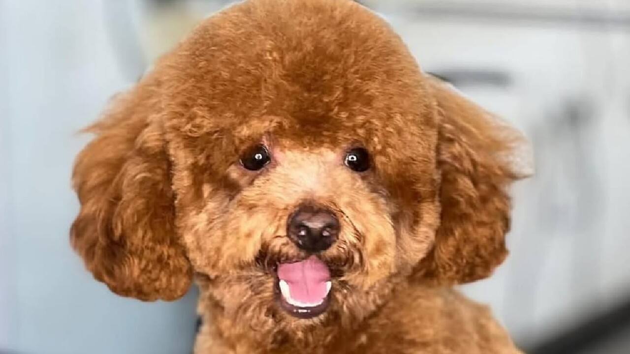 NGO programs  Mouni often participates in animal welfare initiatives which demonstrate her genuine love for pets.