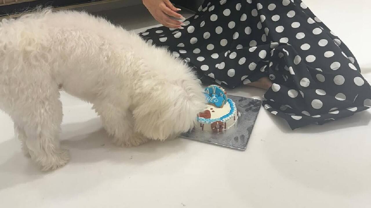 Welfare programs  The actress has also participated in pet welfare initiatives, like collaborating with a pet food brand for a donation drive to support stray animals.