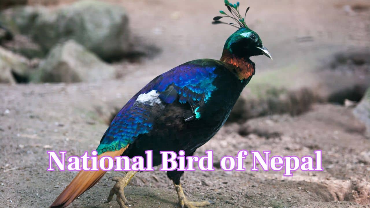  National Bird of Nepal: This radiant bird is Nepal’s national bird and holds cultural significance across Himalayan regions, often seen as a symbol of grace and spirit. (Image: Canva)