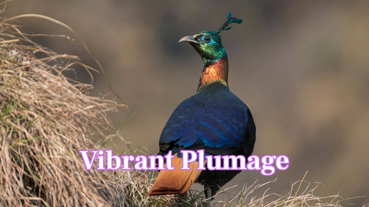Vibrant Plumage: The male Monal sports a colourful crown, metallic greens, fiery orange and purple tones, making it one of the most colourful pheasants on Earth. (Image: Canva)