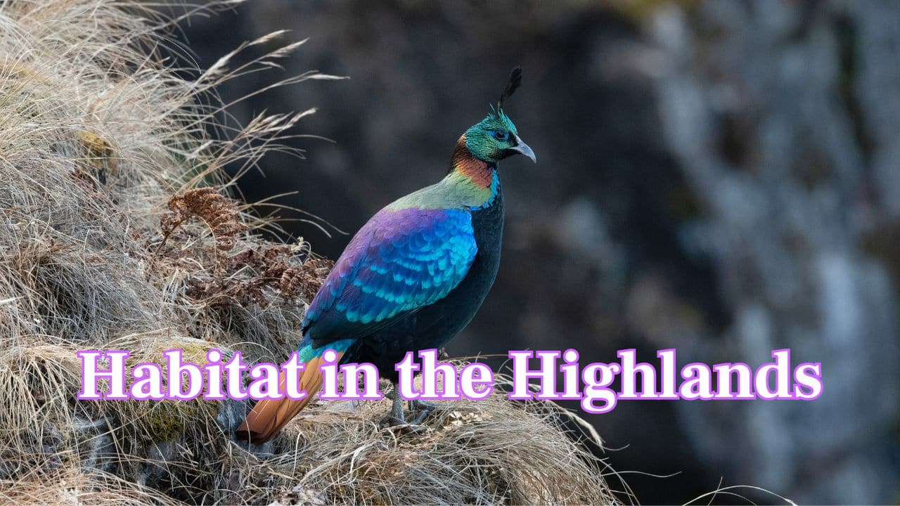 Habitat in the Highlands: Monals inhabit the high-altitude forests and meadows of the Himalayas, thriving between 2,400 and 4,500 metres above sea level. (Image: Canva)