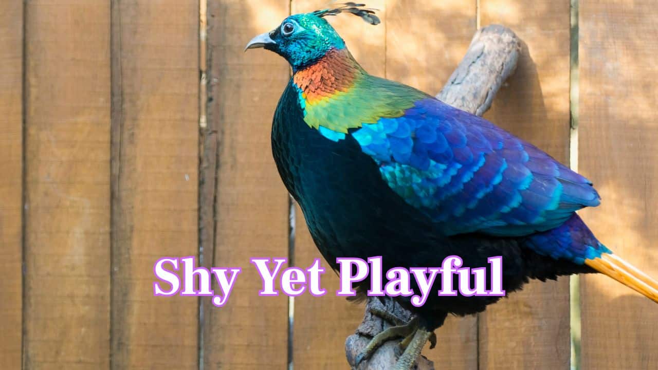 Shy Yet Playful: Though shy in nature, Monals can be quite curious. They’re often spotted foraging or hopping through snow-covered slopes and alpine fields. (Image: Canva)