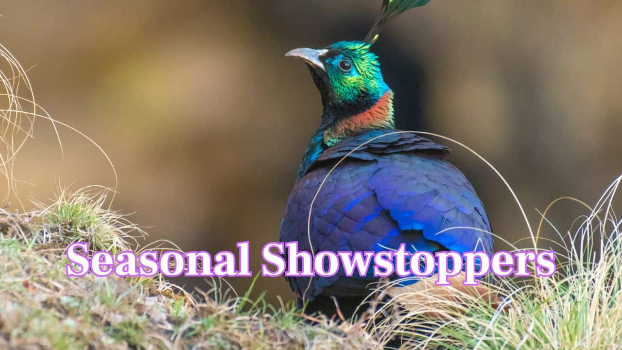  Seasonal Showstoppers: In winter, their feathers look even more vibrant against the snow. These birds often draw tourists and photographers to remote mountain trails. (Image: Canva)