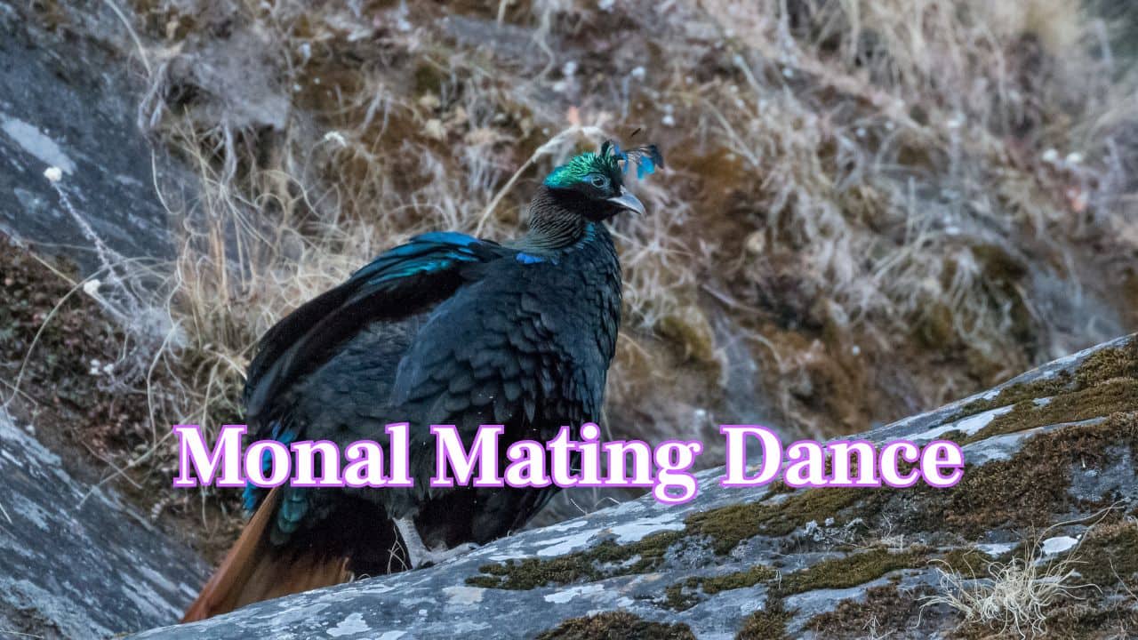  Monal Mating Dance: During the breeding season, the male Monal performs elaborate dances and displays its bright plumage to impress the female. (Image: Canva)