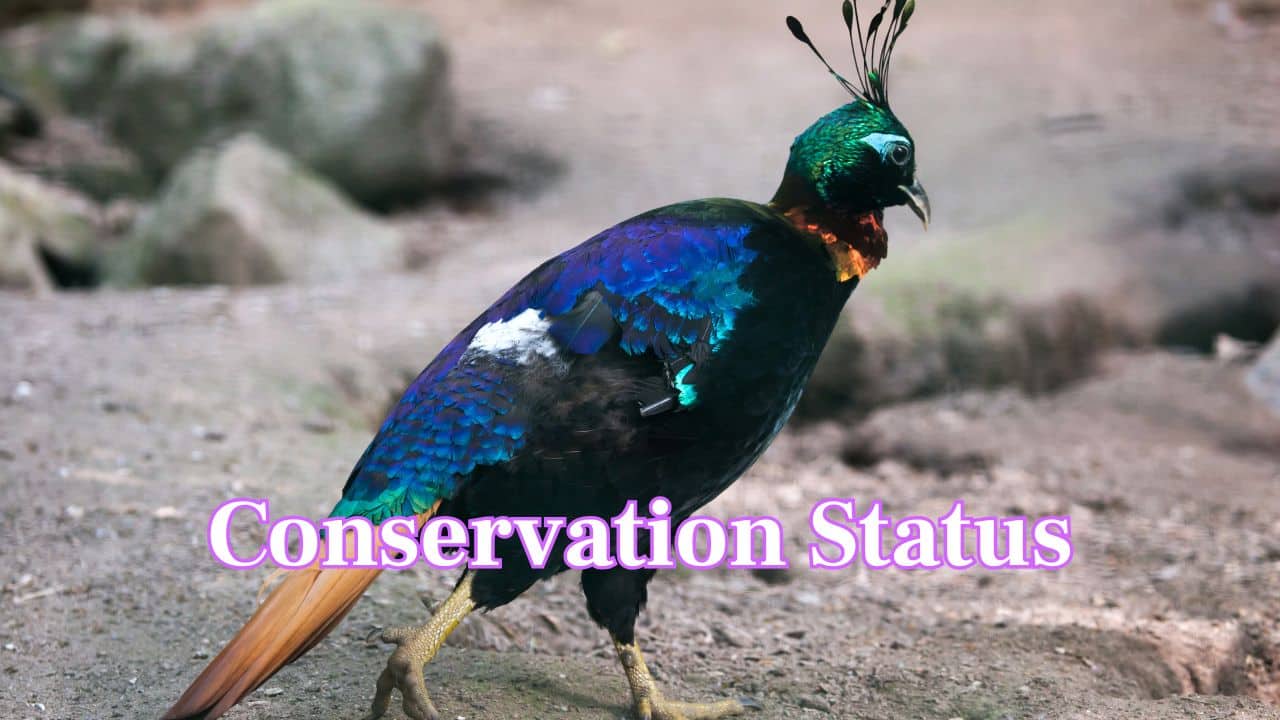 Conservation Status: While not endangered, Monals face habitat loss and occasional poaching. Conservation efforts help preserve their population in protected Himalayan parks. (Image: Canva)