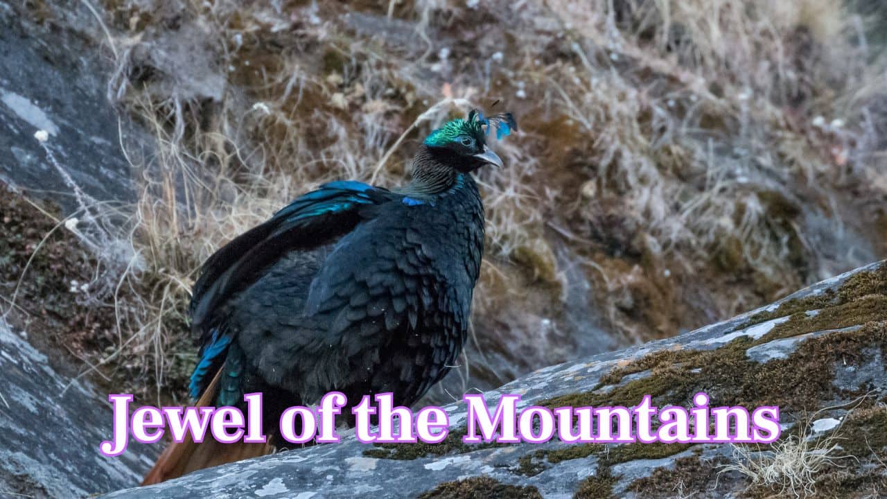  The Jewel of the Mountains: A symbol of the Himalayas' wild beauty, the Monal continues to mesmerise nature lovers and lensmen with its dazzling colours and elusive charm. (Image: Canva)