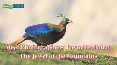 Meet Photographers' Favorite Monal: The Jewel of the Mountains