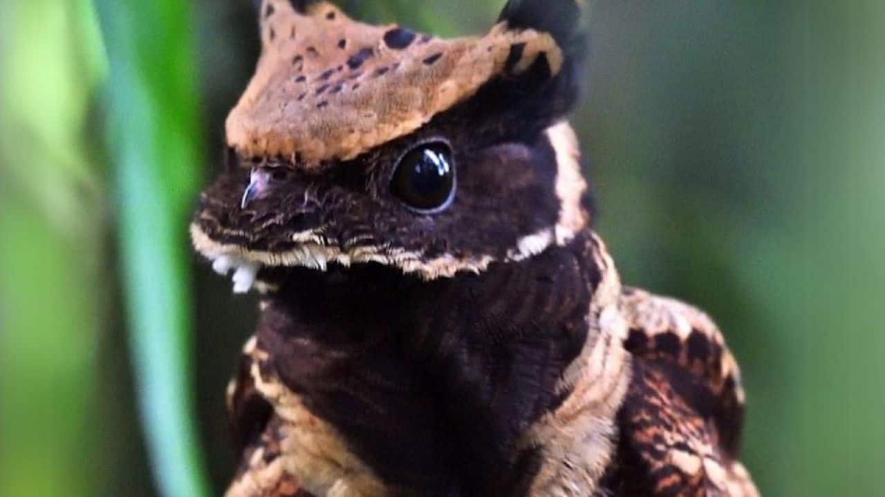  Where It Lives: Found across India, Sri Lanka, and Southeast Asia, this nocturnal bird prefers lowland and montane forests with thick cover. (Image: @jiffystaypuffed/X)