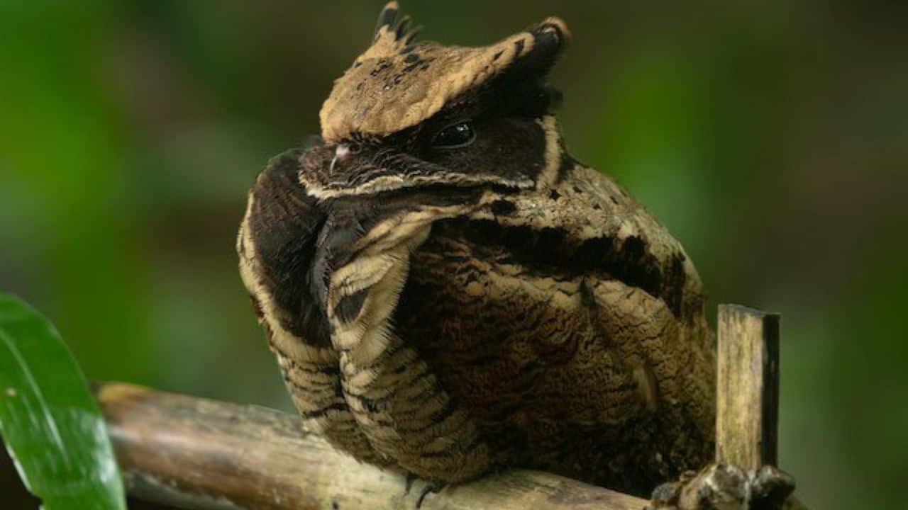  A Nest Without a Nest: The bird lays a single egg on bare ground, using its camouflage to shield the nest from predators. (Image: @qinchengie/X)