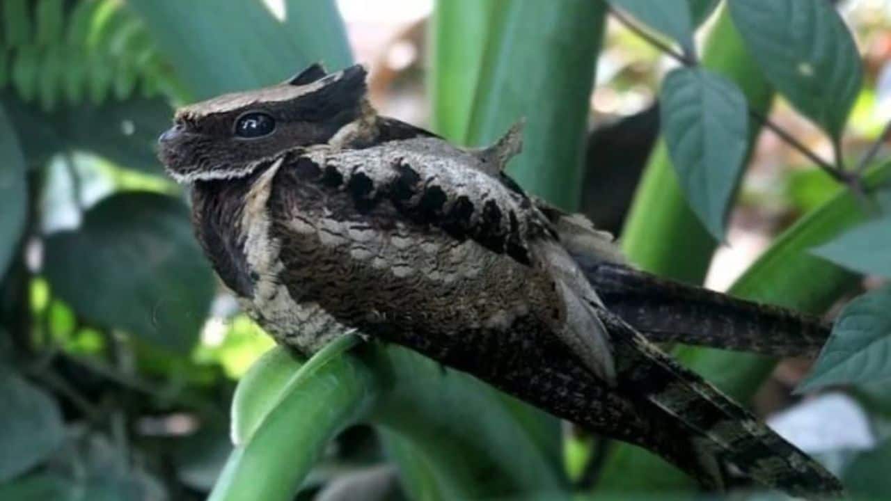 Hidden Parenting Rituals: Both parents take turns incubating the egg, while the chick stays still and hidden among leaves until it’s strong enough to fly. (Image: @Stardate325858/X) 