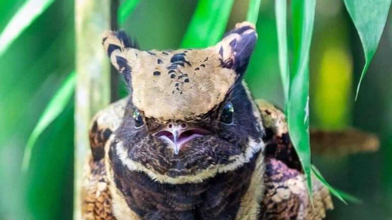 Voice of the Night: Its haunting call—a sharp “tsiik” followed by a “ba-haaww”—echoes through forests at dusk and dawn. (Image: @arthurianmaiden/X)