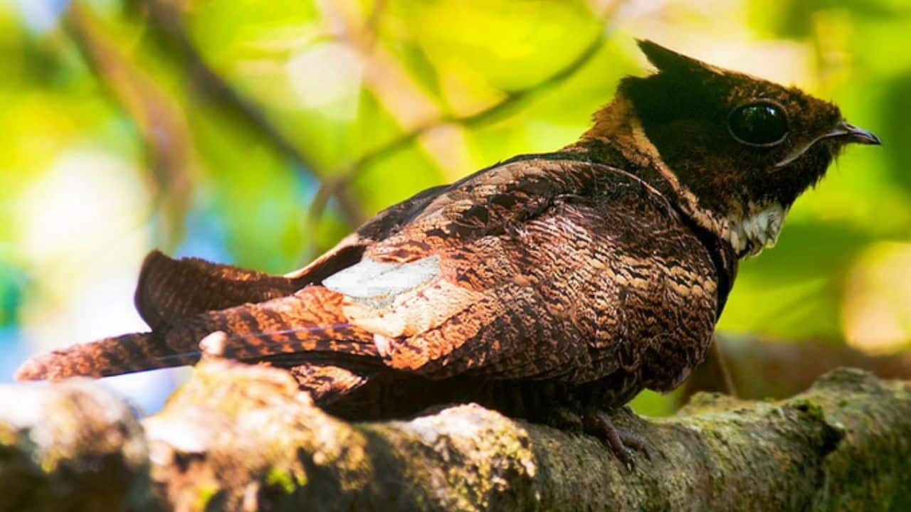  A Sweet Songbird Too: Surprisingly, the bird also produces gentle, melodic sounds, especially during calm twilight hours to charm mates. (Image: @arthurianmaiden/X)