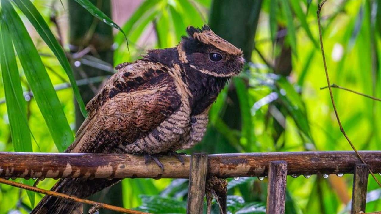 The Secret Is in the Syrinx: Its vocal organ, the syrinx, allows the nightjar to produce complex sounds and communicate across the dense forest. (Image: @DrWildlife/X/Luku Ranjan Nath)