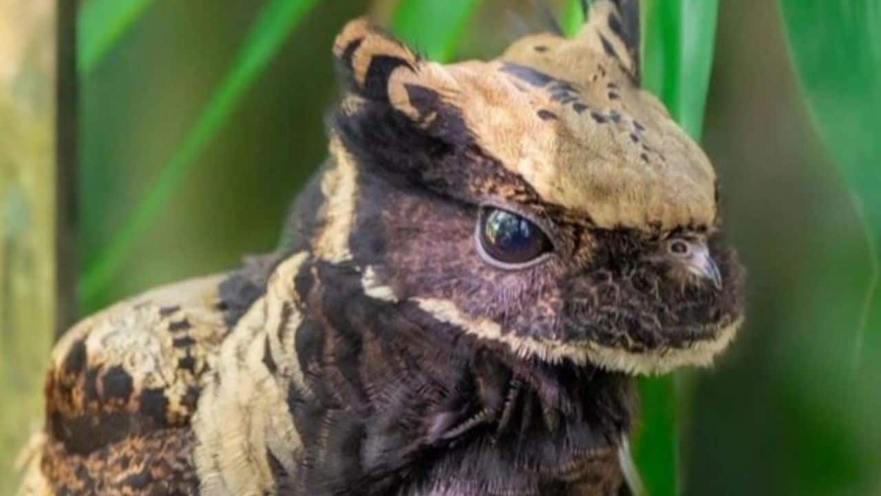 A Master of Camouflage: Its earthy-toned feathers blend perfectly with fallen leaves and twigs, making it nearly invisible during the day.(Image: @AMAZlNGNATURE/X)