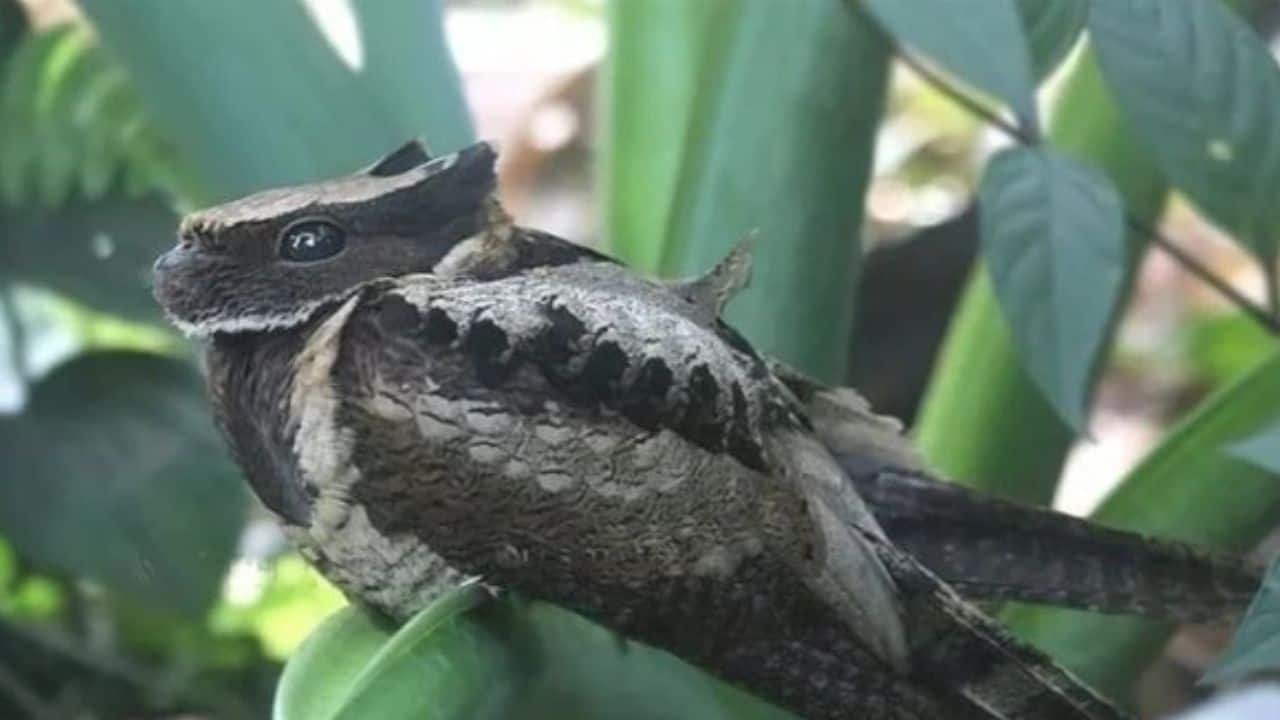 The Largest Nightjar by Size: Measuring 31–41 cm, it’s the largest nightjar species by length and remains elusive in dense Asian forests. (Image: @AMAZlNGNATURE/X)