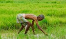 Over 20 lakh Assam farmers get Rs 422 crore under PM-KISAN