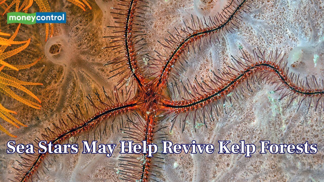 ‘Terrifying’ sea stars could help revive dying Kelp forests, say researchers