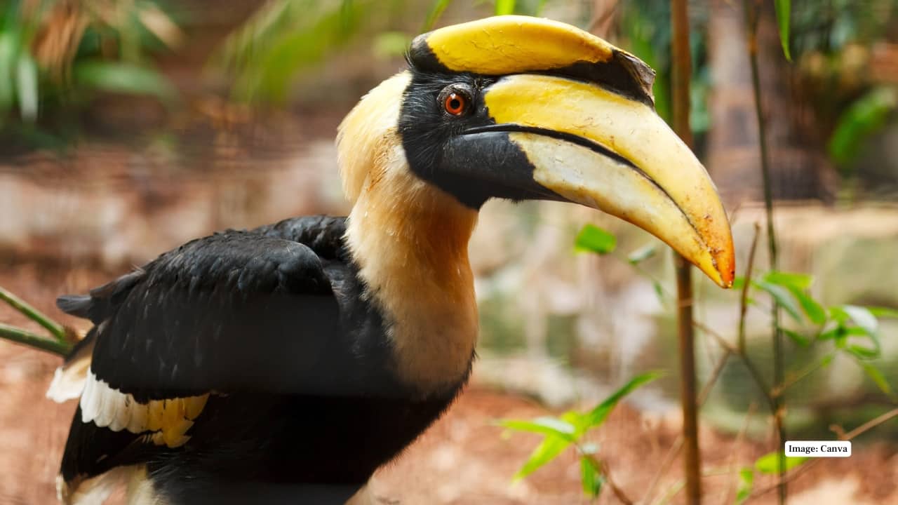 Pakke Is More Than a Wildlife Destination (Reference image: Canva)
