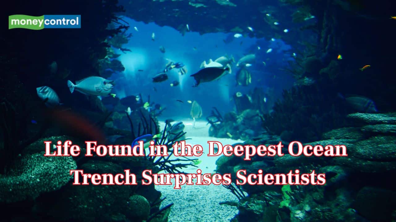 Meet Earth’s deepest ecosystem: A hidden World with life found 31,000 feet underwater