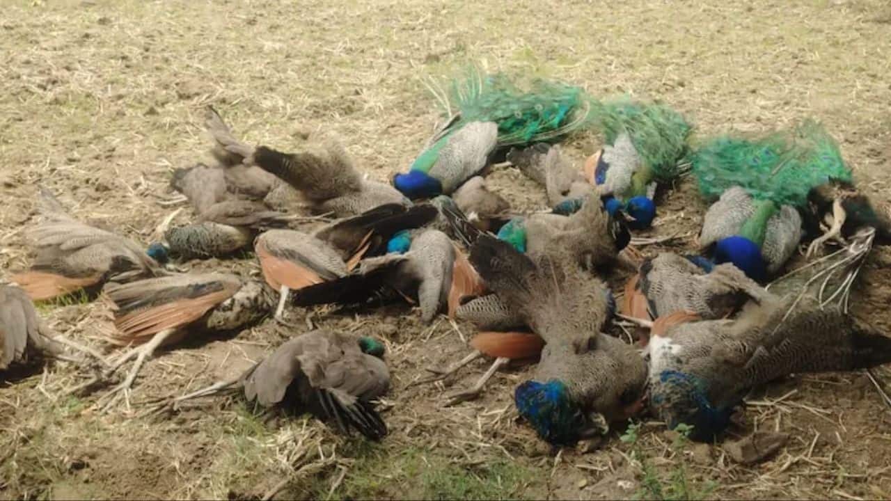 20 Peacocks found dead in Karnataka weeks after tigress, cubs' mysterious deaths