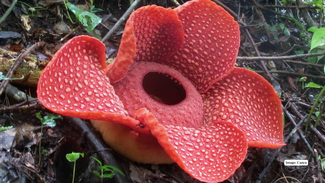 1. Gunung Gading National Park, Malaysia Located in Sarawak, Borneo, this park is one of the best spots to witness Rafflesia in bloom. Rangers track budding sites, and guided treks are offered when the flower is about to open. A prime destination for Rafflesia tourism. (Reference image: Canva)