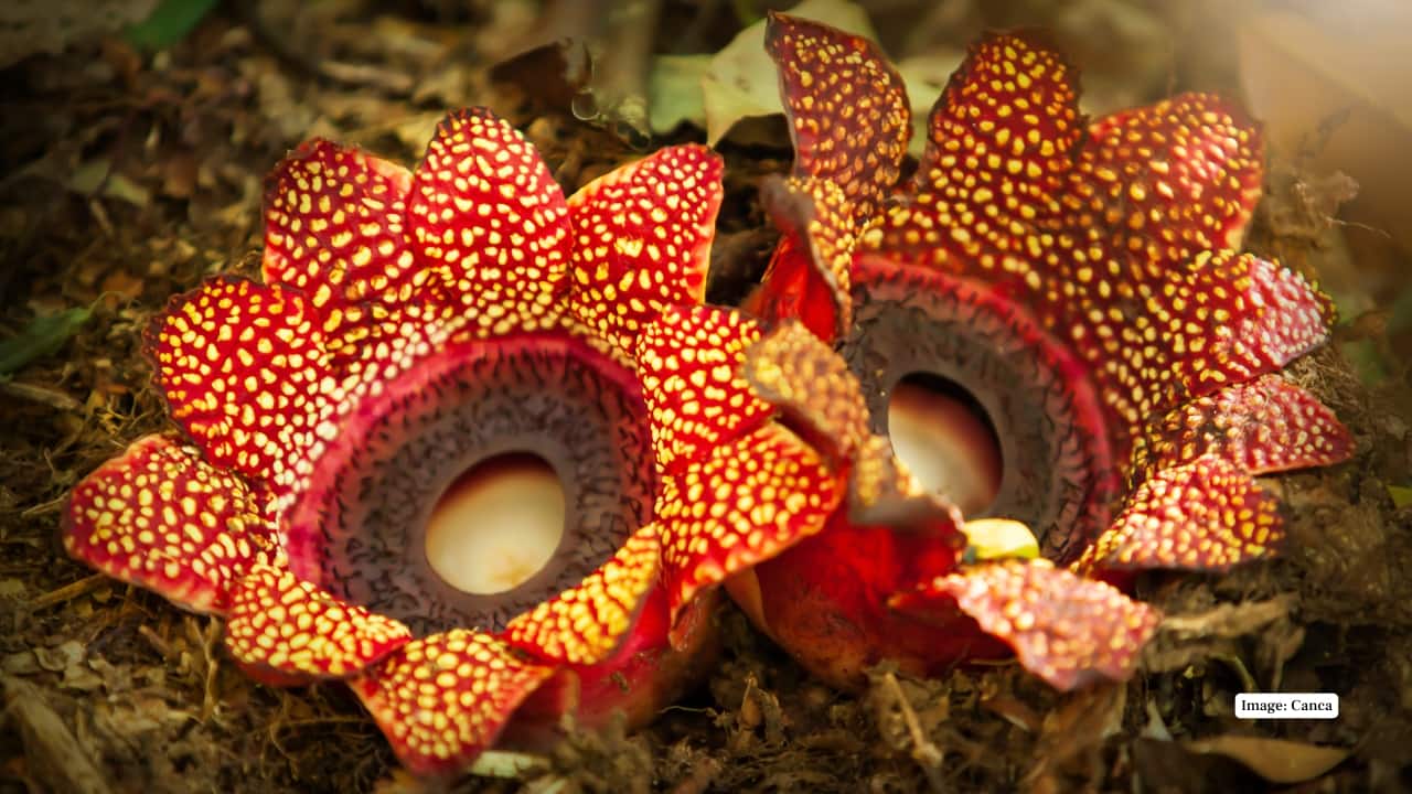 2. Mount Kinabalu, Sabah, Malaysia The slopes of Mount Kinabalu are home to several Rafflesia species, including Rafflesia keithii. Local village trails like those near Poring Hot Springs offer occasional blooms. It’s ideal for those combining mountain adventure with rare flora spotting. (Reference image: Canva)