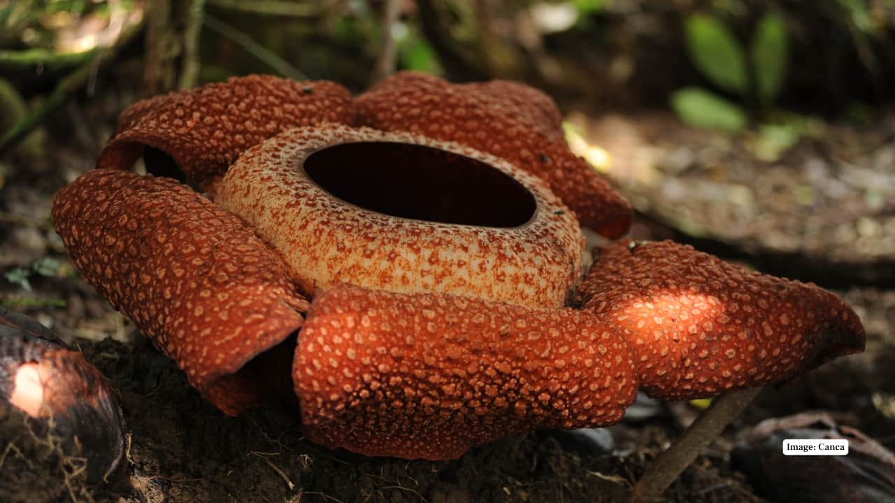 3. Bengkulu, Sumatra, Indonesia Known as the birthplace of Rafflesia arnoldii, Bengkulu’s rainforests host frequent sightings. The tropical jungles around Bukit Daun and Taba Penanjung are hotspots where the world’s largest flower emerges between November and March. (Reference image: Canva)