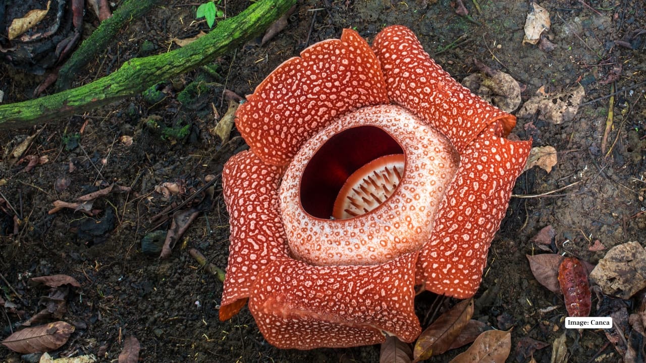 4. Mount Leuser National Park, Indonesia This vast rainforest in northern Sumatra supports multiple Rafflesia species. Visitors to Bukit Lawang or Ketambe may be lucky to spot a bloom during trekking expeditions led by local guides familiar with bloom locations. (Reference image: Canva)