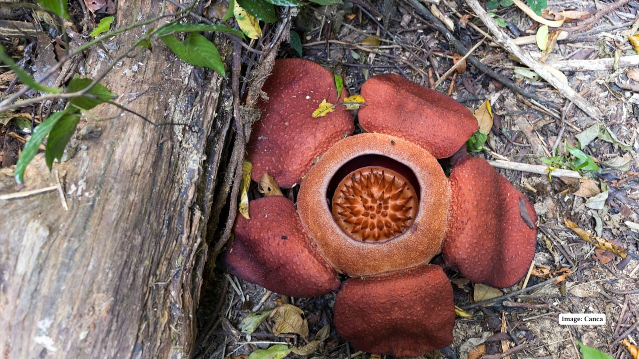 5. Iloilo, Panay Island, Philippines Rafflesia speciosa blooms here, with sightings reported in the mountainous forests of Sibalom Natural Park. Conservationists work with indigenous communities to protect this rare species and alert visitors to new blooms. (Reference image: Canva)